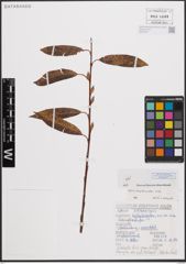 Foto von Salix daphnoides Vill.